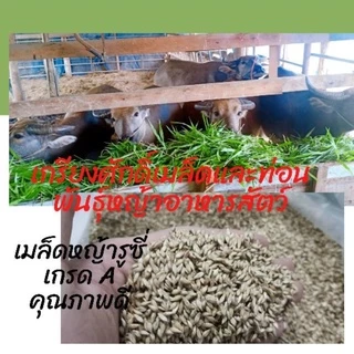 #เมล็ดหญ้ารูซี่ 1kg. พร้อมปลูกเดือน ม.ค.ปี69 #รูซี่เลี้ยงวัว #หญ้ารูซี่ #ruzigrass #เกรียงศักดิ์พันธุ์หญ้าสกลนคร