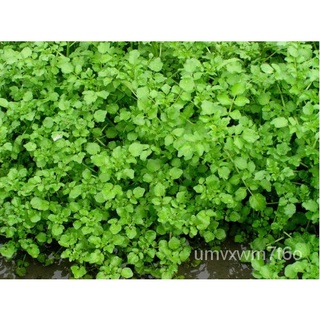 Watercress 30เมล็ด Sai Yeung Choi เมล็ด30เม็ดมะละกอ/หมวก/กุหลาบ/แม่และเด็ก/บ้านสวน/เมล็ด/ผักชี/พาสต้า/ผักกาดหอม/เสื้อ/ J