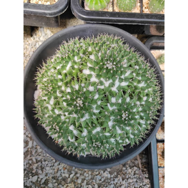 กระบองเพชร แคคตัส (Cactus) แมมปุยหิมะ “อิรุซามุ” 🌵(Mammillaria bucareliensis “Erusamu”)🌵 จัดส่งทั้งกระถาง