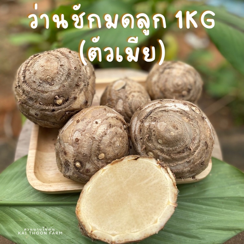 ว่านชักมดลูกสด(ตัวเมีย) ขนาด1kg