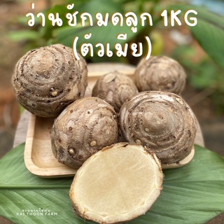 ว่านชักมดลูกสด(ตัวเมีย) ว่านทรหด ขนาด1kg