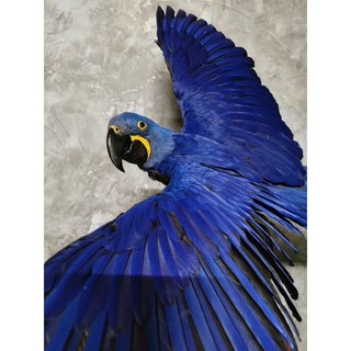 Hyacinthine Macaw Taxidermy