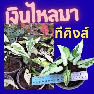 1 ต้น เงินไหลมาทรีคิง Syngonium Three King เงินไหลมา ไม้ฟอกอากาศ ส่งพร้อมกระถาง