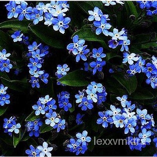 Biji Benih Bunga Jangan Lupa Saya Warna Biru (30 Seeds) / อย่าลืมเมล็ดสีฟ้า  / Do not forget Me Blue Colour Seeds男装/裙子/芹