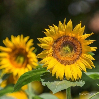 A280 SUNFLOWER FLOWER GODDESS VEGETABLE FLOWER FRUIT HERB SEEDผู้ชาย/พาสต้า/หมวก/เมล็ด/ผักกาดหอม/บ้านและสวน/แอปเปิ้ล/กระ