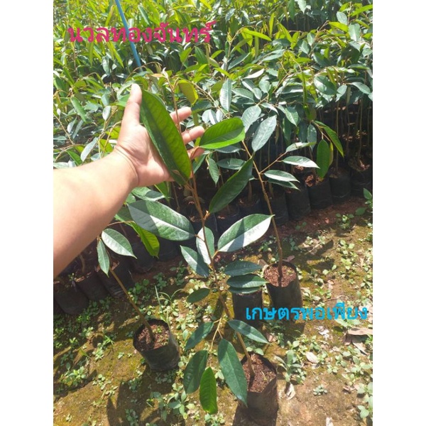 🌲นวลทองจันทร์​ ทุเรียนไร้กลิ่น​สายพันธุ์​แท้​🏆ฮิตติดตลาดนอกผลไม่พอขาย​คุณภาพสู้พันธุ์มูซังคิงได้สบาย