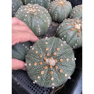 แอสโตรไฟตั้ม แอสทีเรียส ไม้เมล็ด(astrophytum asterias)ต้นใหญ่