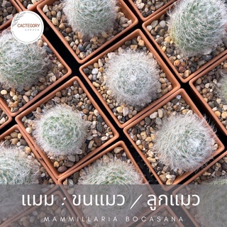 แมมมิลลาเรีย : แมม ขนแมว แมม ลูกแมว Mammillaria bocasana cactus แคคตัส กระบองเพชร น่ารัก ราคาส่ง ราคาถูก