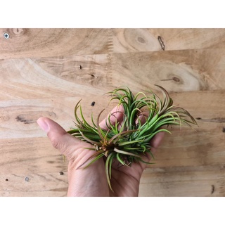 ทิลแลนเซีย Tillandsia ไม้รากอากาศ  ฟูโก ดูอิท 3-5หัว