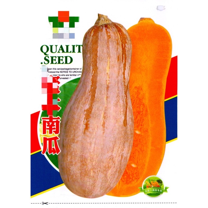 เมล็ด ฟักทองฮันนี่ บัตเตอร์นัท Honey Pumpkin บรรจุ 50 เมล็ด (สายพันธุ์ OP) เมล็ดนำเข้า