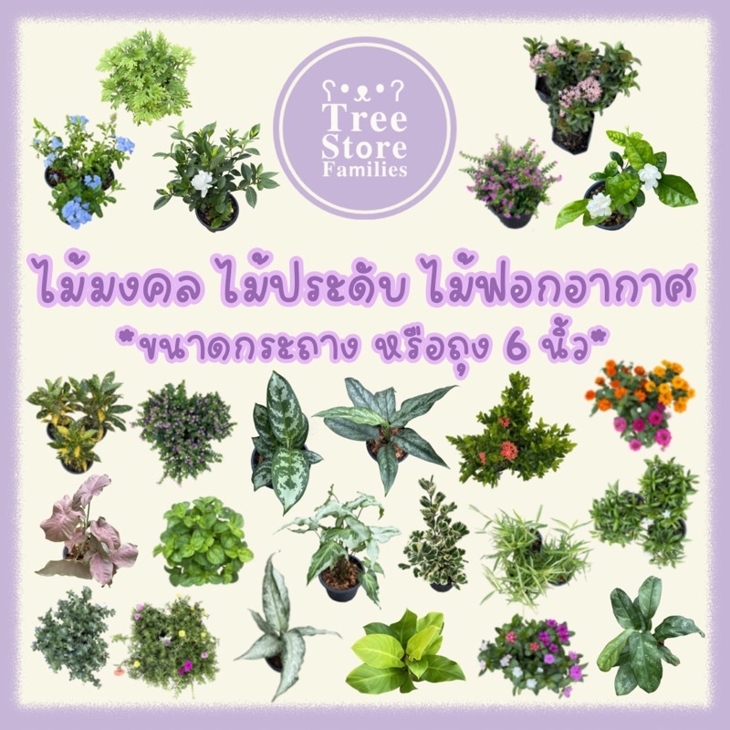 ไม้มงคล ไม้ประดับ ตกแต่ง และฟอกอากาศ *ขนาด 6 นิ้ว* *สั่งซื้อขั้นต่ำ 2 ต้น*