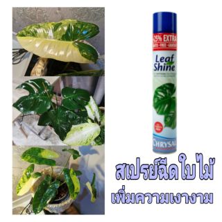 CHRYSAL สเปรย์ฉีดใบไม้ เพิ่มความเงางาม คริสซอล รุ่นใหม่ล่าสุด เพิ่มปริมาณ 25%  ฉีดครั้งเดียวติดทน คุ้มค่าไม่ต้องฉีดซ้ำ