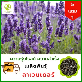 เมล็ดพันธุ์ดอกไม้ ลาเวนเดอร์ Lavender เมล็ดพันธุ์ดอกไม้นำเข้า ดอกไม้มงคล จัดสวน แต่งสวน ปลูกดอกไม้ ปลูกผัก ผักสวนครัว