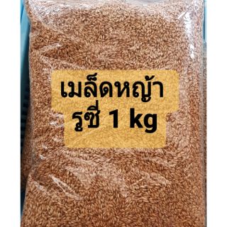 เมล็ดหญ้ารูซี่ 1kg สำหรับเลี้ยงสัตว์