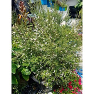 (ขาย ต้นพันธุ์) ดอก ต้น มานูก้า ( Manuka ) ทีทรี (Tea Tree) มานูกะ ชา ...