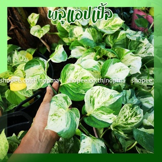 (จำนวน 1 กิ่ง) พลูแอปเปิ้ล (manjula pothos) พลูด่าง ต้นไม้ฟอกอากาศ ต้นไม้มงคลปลูกในบ้าน ต้นไม้ปลูกในน้ำ ได้