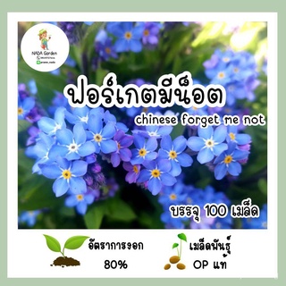 （อัตราการงอก 90%）เมล็ดพันธุ์ ฟอร์เก็ตมีน็อต 100เมล็ด  (Forget Me Not) เมล็ดพันธุ์OPแท้ อัตราก/เมล็ด ผัก ปลูก สวนครัว คละ