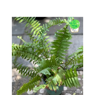 ต้นเฟิร์นใบมะขามSword Fern