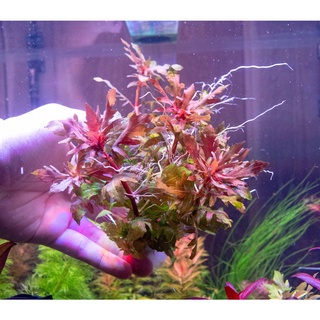 ต้นไม้น้ำ ไฮโกรฟิลาดิฟฟอร์มิสเรด hygrophila triflora