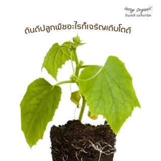น้ำหมักมูลไส้เดือนINSAY บำรุงรากพืช ปลดปล่อยธาตุอาหาร ฟื้นฟูสภาพดิน ใช้กับพืชทุกชนิด ขนาด 1 ลิตร