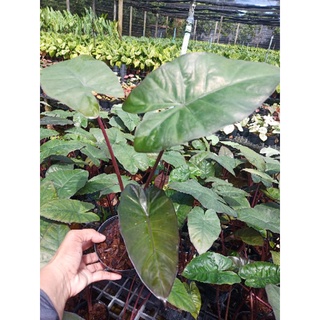 อโลคาเซียยูคาตัน ปริ้นเซส Alocasia Yucatan Princess