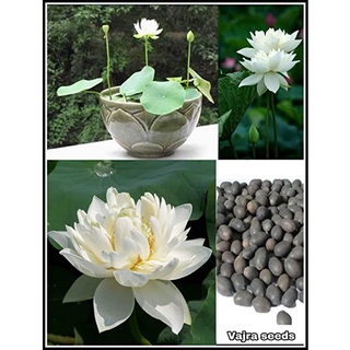 7 เมล็ด เมล็ดบัว สีขาว ดอกใหญ่ สายพันธุ์เมล็ดบัว ดอกบัว Lotus seeds.