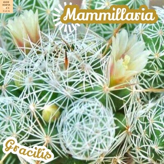 [ตุ๊กตาญี่ปุ่น] Mammillaria Gracilis ส่งพร้อมกระถาง หนามน่ารัก แคคตัส ไม้หนาม กระบองเพชร พืชอวบน้ำ Succulents ไม้อวบน้ำ