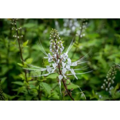 สมุนไพรบำรุงไต ลดอาการบวมน้ำ ปวดข้อ ปวดเมื่อย - ช่วยบำรุงไต ขับปัสสาวะ ลดอาการบวมน้ำ  ลดกรดยูริค - รูปที่ 3