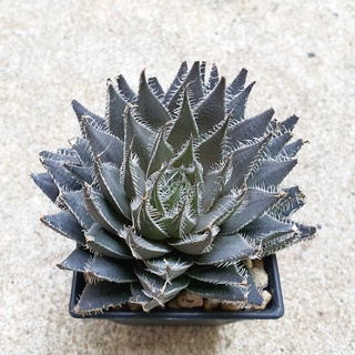 พร้อมส่ง!!ฮาโวเทีย Haworthia gigas hybrid GIGA-3 จัดส่งแบบล้างราก