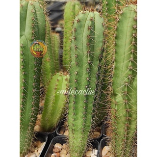 ไม้ลำpilosocereus magnificus