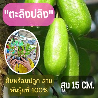 รสเปรี้ยว ลูกดก จัดเซ็ท2ต้น (ขนาดเล็ก) ตะลิงปลิง สูง 15 ซม. ต้นพันธุ์พร้อมปลูก ต้นพันธุ์ตะลิงปลิง ต้นพร้อมส่ง