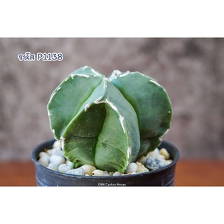 [พร้อมส่ง]แคคตัส แอสโตรไฟตั้ม มายริโอ้สทิกมา ฮาคุโจ ฟุคุริว (Astrophytum myriostigma cv. Hakujo Fukuryu)