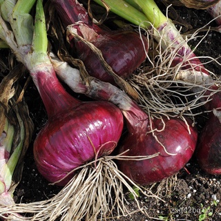 หัวหอมเมล็ด-Red Onion Seedsสวน/ดอกไม้/มะละกอ/กางเกง/ผู้ชาย/ดอกทานตะวัน/บ้านและสวน/พาสต้า/เสื้อ/ผักชี/ V43M