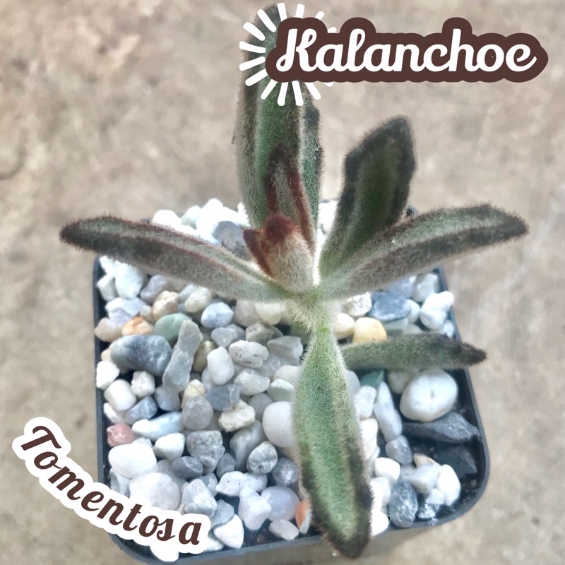 [กุหลาบหินแพนด้า] Kalanchoe Tomentosa ส่งพร้อมกระถาง แคคตัส Cactus Succulent Haworthia ไม้อวบน้ำ พืชอวบน้ำ ไม้หนาม