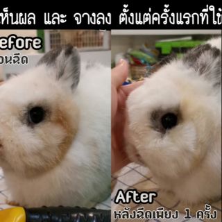 สเปรย์ดับกลิ่นฉี่ ขจัดคราบเหลือง Dr.Bunny Like Spray