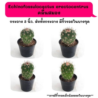 Echinofossulocactus erectocentrus คลื่นสมอง cactus กระบองเพชร แคคตัส กุหลาบหิน พืชอวบน้ำ