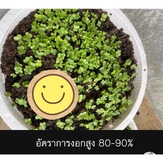 เมล็ดพันธุ์ผัก บรรจุซองซิป ซื้อ 10 แถม 1 คละได้ ชุดที่ 2