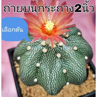 แอสโตร​ไ​ฟตั้​ม​เว้า ชัดๆ( ป้ายเขียว)​#แคสตัส castus​ astrophytum แอสโตร แอสโตร​ไ​ฟตั้​ม แอสโตรไฟตัม กระบองเพชร แอสโตรวี