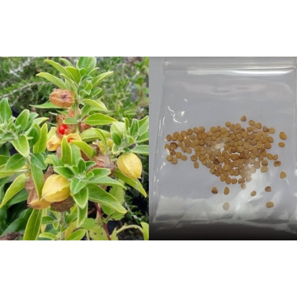 เมล็ดพันธุ์ โสม สมุนไพรโสม โสมอินเดีย Ashwagandha ซองละ 100-500 เม็ด จากอินเดีย