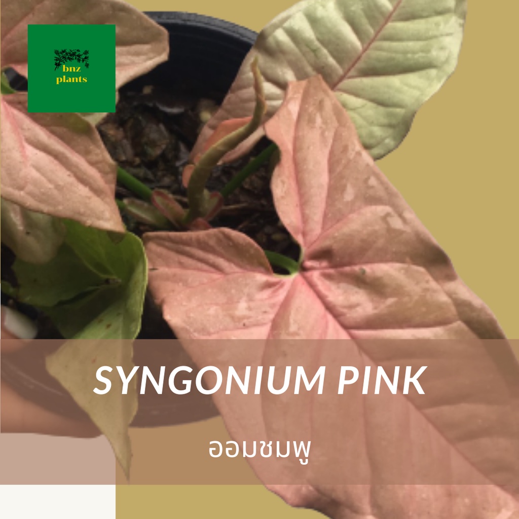 ออมชมพู Syngonium pink