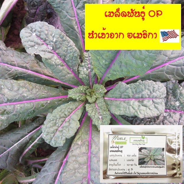 เมล็ดพันธุ์ เคลแดซลิ่งบลู 100 เมล็ด - Dazzling Blue Kale เมล็ดนำเข้าแท้ จากอเมริกา สายพันธุ์ใบแบบลาซินาโต้ หายาก!!!