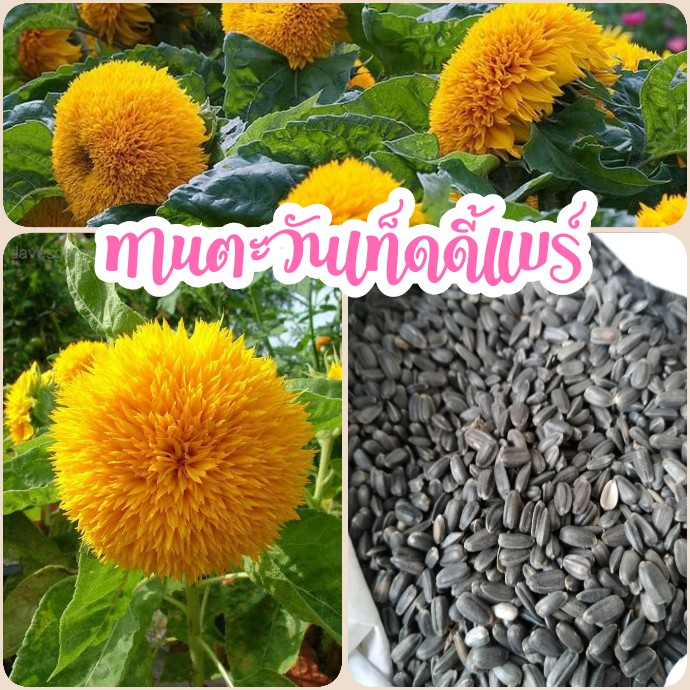 เมล็ดทานตะวันเท็ดดี้แบร์​ 10​ เมล็ด