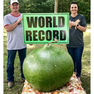 เมล็ดพันธุ์น้ำเต้ายักษ์บุชเชล Giant Bushel  Gourd Seed เมล็ดพันธุ์แท้คุณภาพดี นำเข้าจากต่างประเทศ