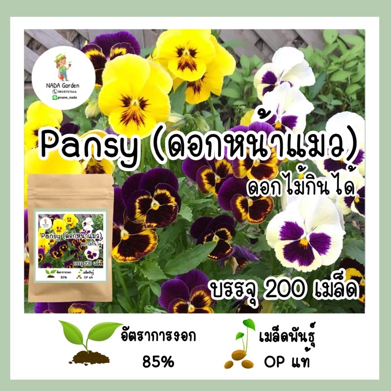 เพิ่มปริมาณสุดคุ้ม!! เมล็ดพันธุ์ แพนซี ดอกหน้าแมว คละสี (ดอกไม้กินได้) 200 เมล็ด เมล็ดพันธุ์OPแท้ อัตราการงอกสูง