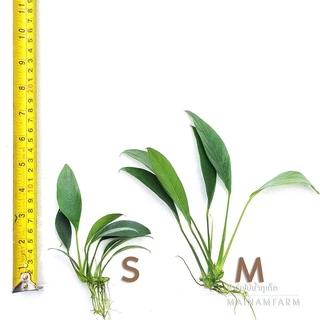 อนูเบียส ใบแหลม ใบบก เลือกได้ 2 ขนาด - ANUBIAS CONGENSIS ต้นไม้น้ำ