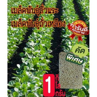 ขายปลีก/ส่ง เมล็ดพันธุ์ถั่วแระ 1KG. เมล็ดพันธุ์ถั่วเหลือง เกรดAคัดพิเศษ