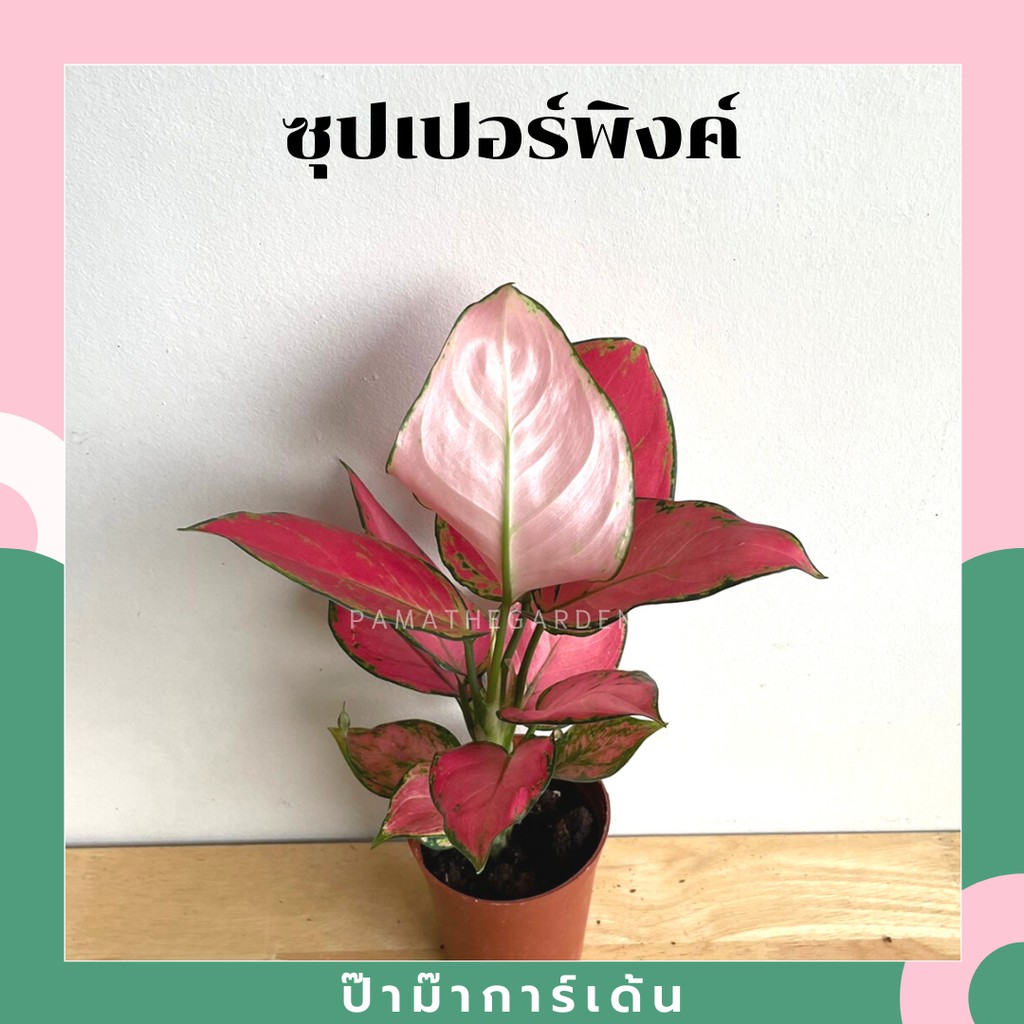 มุมมอง 2