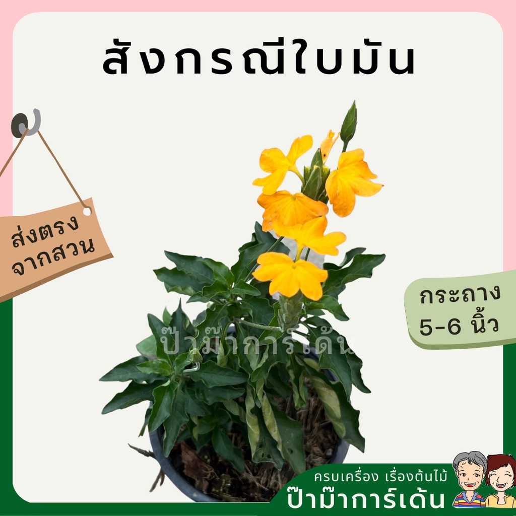 สังกรนีใบมัน มาในกระถางพร้อมตั้ง เป็นไม้คลุมดิน ออกดอกสีเหลืองสด ไม้แดด
