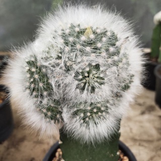 mammillaria guelzowiana ไร้หนาม ดอกชมพูใหญ่ กราฟตอสามเหลี่ยม