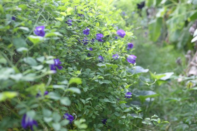 💥สินค้าขายดี💥❤️‍🔥อัญชันแห้ง 1 kg. เกรดA 🔅ปลอดสารเคมี ปลูกเอง ขายเอง - รูปที่ 7